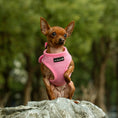 Load image into Gallery viewer, Mr. Peanut's PupTrek Harness and Leash Set,  Small Dog/Cat Soft Mesh Step In Harness Vest

