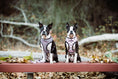 Load image into Gallery viewer, Frenchie Duo Reversible Harness - Pink Bad to the Bone 
