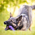Load image into Gallery viewer, Fish Bone Nylon Dog Toy for Aggressive Chewers | USA Made | SodaPup
