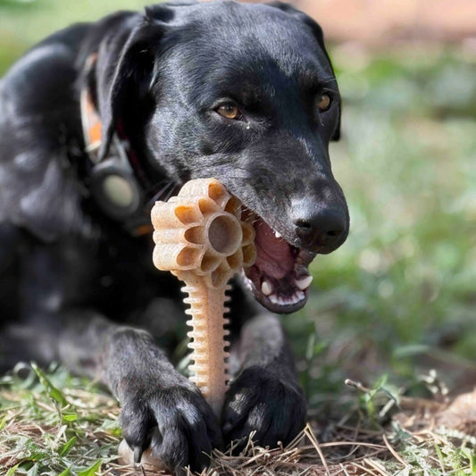 Black dog chewing on a Honey Bone Dental Flower Tower, an indestructible nylon chew toy, in a grassy outdoor setting.