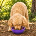 Load image into Gallery viewer, Southlake Paws Garden of Eatin' Tipsy Bowl - Wobble Lick Mat for dogs and cats, purple bowl with a dog licking inside.
