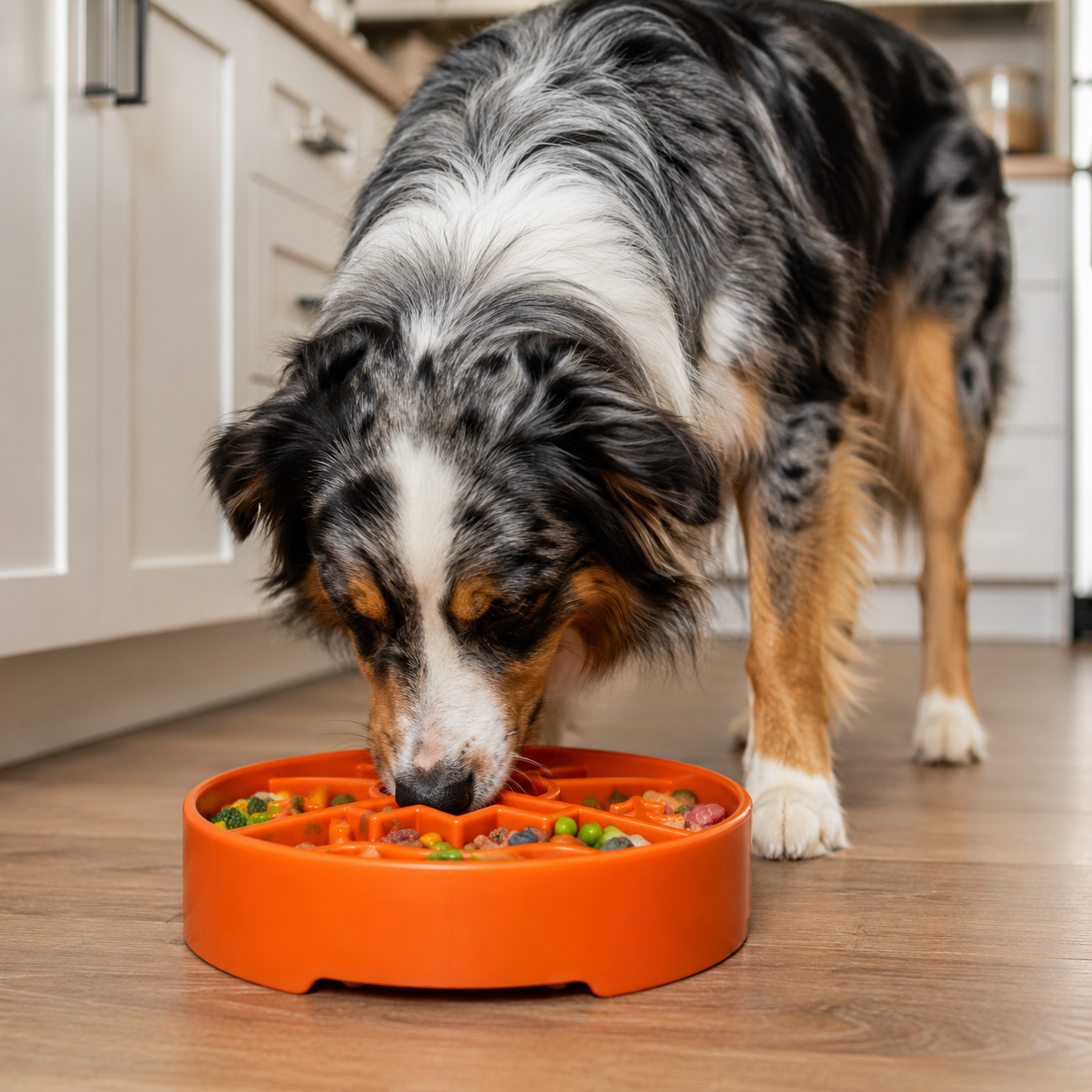 Southlake Paws Great Outdoors eBowl in orange, designed as a slow feeder, with a dog eating from it on a wooden floor.