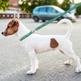 Load image into Gallery viewer, Seattle Sounders FC Satin Ribbon Leash
