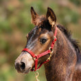 Load image into Gallery viewer, Jeffers Adjustable Nylon Miniature Horse Halter
