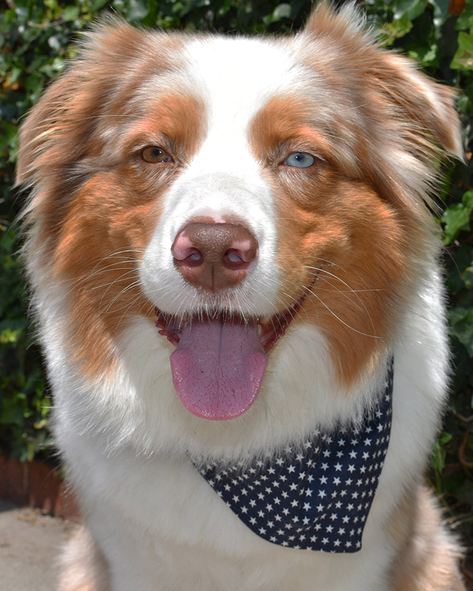 CLASSIC BANDANA - Southlake Paws
