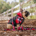 Load image into Gallery viewer, Frenchie Dog Hoodie - Scarlet Plaid
