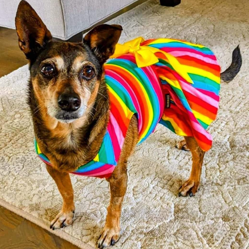 Rainbow Dog Party Dress - Southlake Paws
