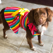 Rainbow Dog Party Dress