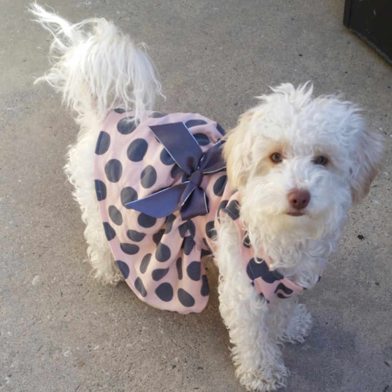 Gray Polka Dot Party Dress - Southlake Paws