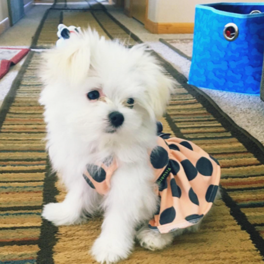 Gray Polka Dot Party Dress - Southlake Paws