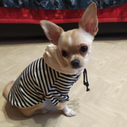 Striped Sailor Dog Hoodie