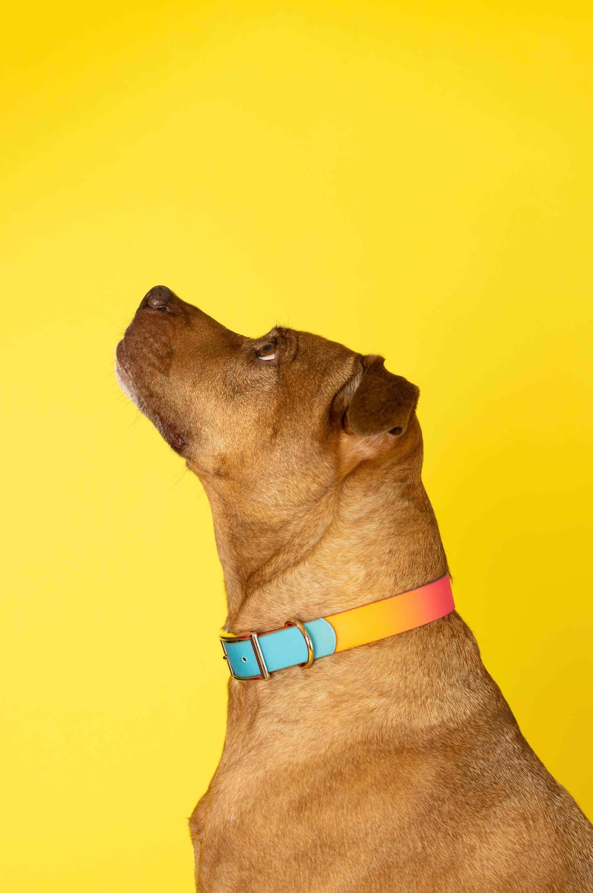 Pippa Dog Collar