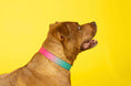 Load image into Gallery viewer, Pippa Dog Collar
