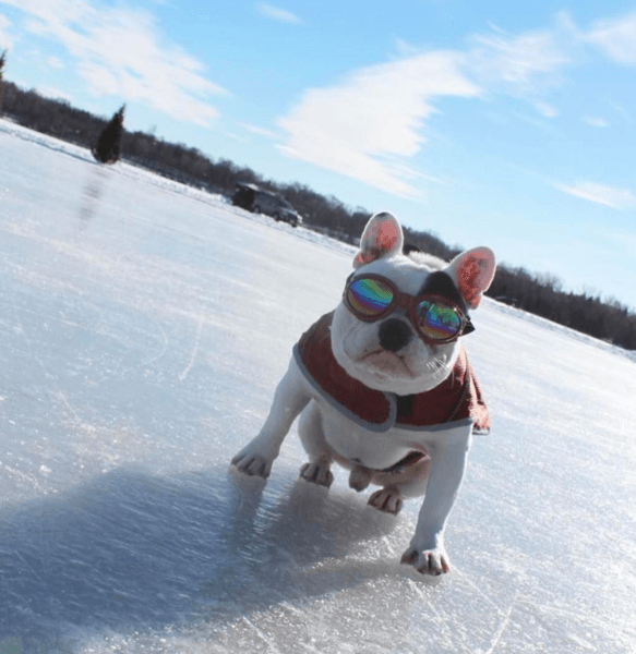 K9 Sport Shades - Dog Goggles 
