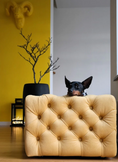 Load image into Gallery viewer, The Glamour Luxury Pet Bed in Yellow
