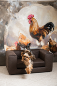 Load image into Gallery viewer, The Mystique Luxury Pet Sofa Bed
