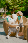 Load image into Gallery viewer, NO PULL ACTIVE  PET HARNESS - MINT GREEN
