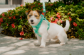 Load image into Gallery viewer, NO PULL ACTIVE  PET HARNESS - MINT GREEN
