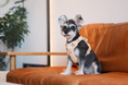 Load image into Gallery viewer, NO PULL ACTIVE  PET HARNESS - APRICOT
