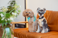Load image into Gallery viewer, NO PULL ACTIVE  PET HARNESS - APRICOT
