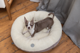 Load image into Gallery viewer, Pet Beds Premium Chester & Lee | Furry Beige Donut Dog Bed
