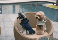 Load image into Gallery viewer, Capsule Raincoat - Blue
