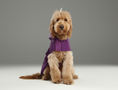 Load image into Gallery viewer, Capsule Raincoat - Purple
