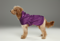 Load image into Gallery viewer, Capsule Raincoat - Purple
