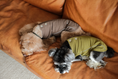 Load image into Gallery viewer, CHILL VEST SHIRT - GREEN
