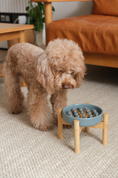 Load image into Gallery viewer, [Macaroni] Slow Feeder Dog Bowls - Yellow / Frozen Blue / Purple
