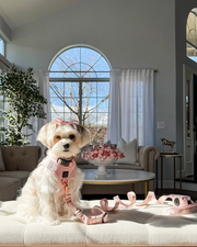 3-in-1 City Dog Leash - Sweetheart 