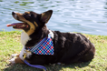 Load image into Gallery viewer, Izod Pet - Bandana
