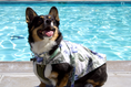 Load image into Gallery viewer, Tommy Bahama Pet - Frandy
