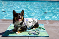 Load image into Gallery viewer, Tommy Bahama Pet - Frandy
