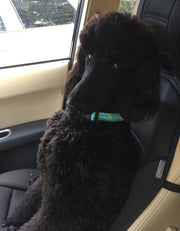 Sea Turtle Dog Collar