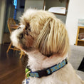 Load image into Gallery viewer, Sea Turtle Small Breed Dog Collar
