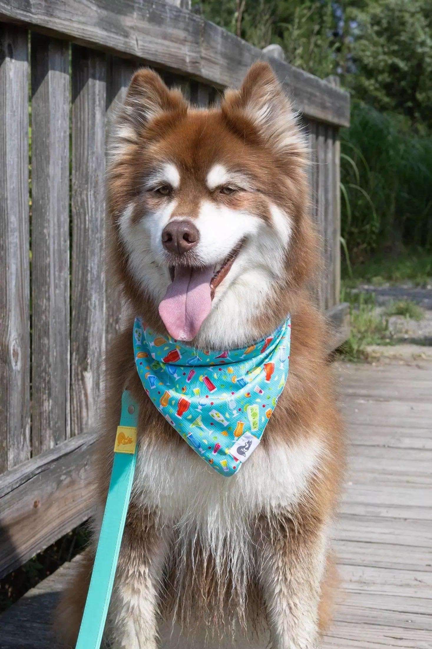 Seaside Sips Dog Bandana - Southlake Paws