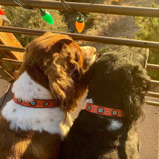 Up Country Sedona Cast Brass Dog Collar