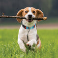 Load image into Gallery viewer, Serape Stripe Printed Dog Collar
