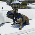 Load image into Gallery viewer, K9 Sport Shades - Dog Goggles
