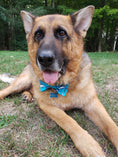 Load image into Gallery viewer, Shark Dog Bow Tie
