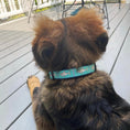 Load image into Gallery viewer, Shark Small Breed Dog Collar
