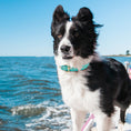 Load image into Gallery viewer, Shark Dog Collar
