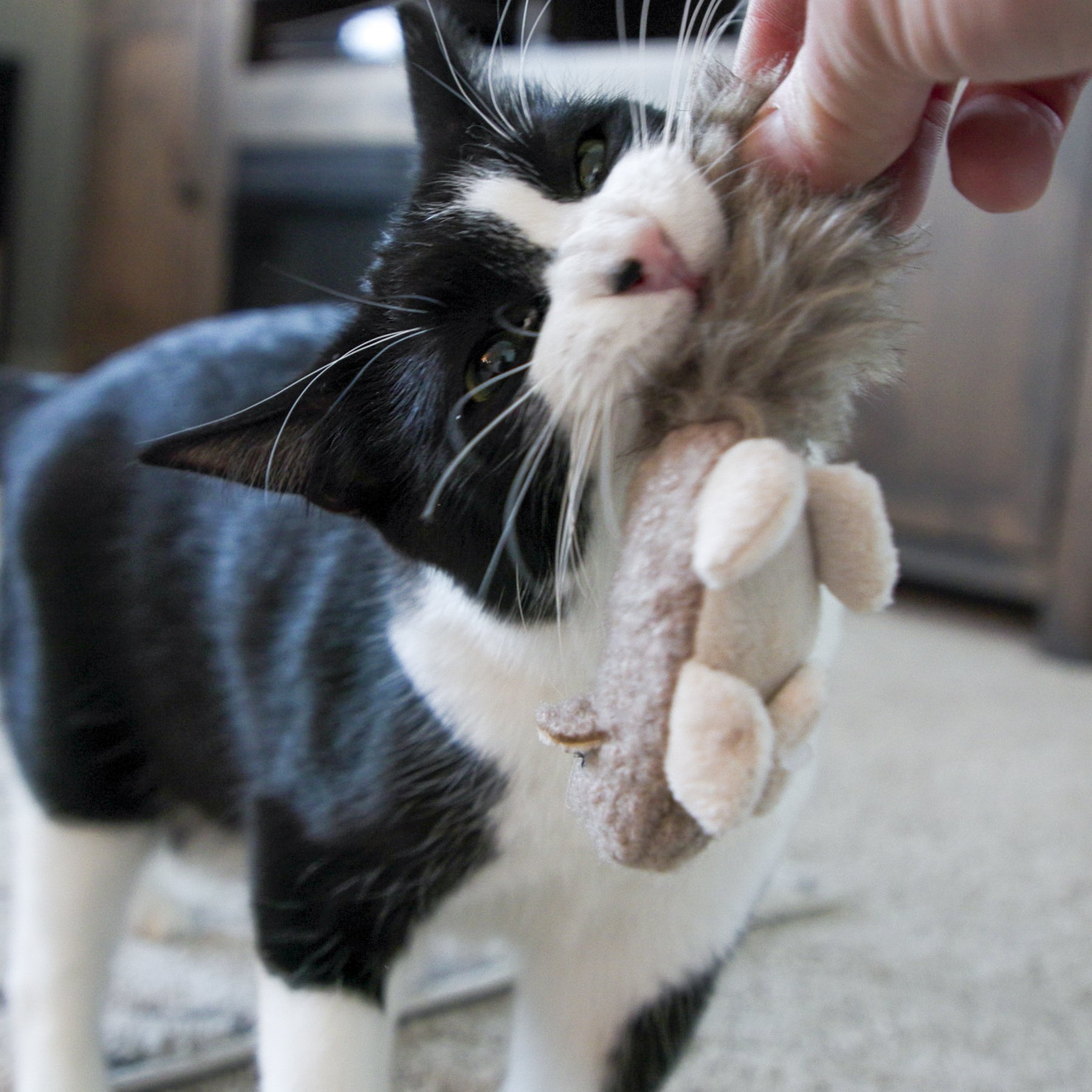 HuggleKats® Wee Fellar Squirrelie Cat Toy - image 6