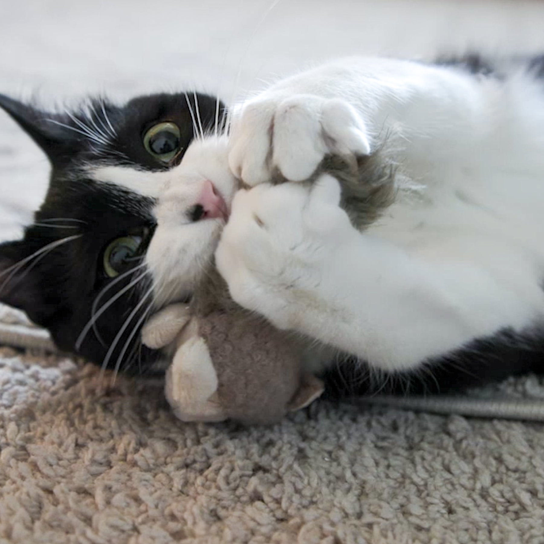 HuggleKats® Wee Fellar Squirrelie Cat Toy - image 7