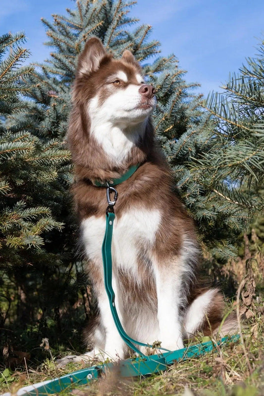 Siberian Spruce Waterproof Dog Leash - Southlake Paws
