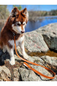 Load image into Gallery viewer, Sierra Sunrise Vegan Leather Dog Leash - Southlake Paws
