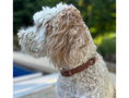 Load image into Gallery viewer, Fishtail Hand Braided Dog Collar in Tan & Cream - Southlake Paws
