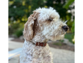 Load image into Gallery viewer, Fishtail Hand Braided Dog Collar in Tan & Cream - Southlake Paws
