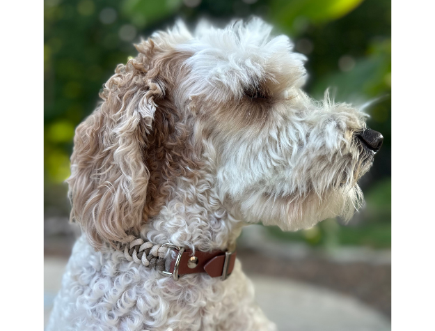 Fishtail Hand Braided Dog Collar in Tan & Cream - Southlake Paws